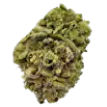 Grease Monkey